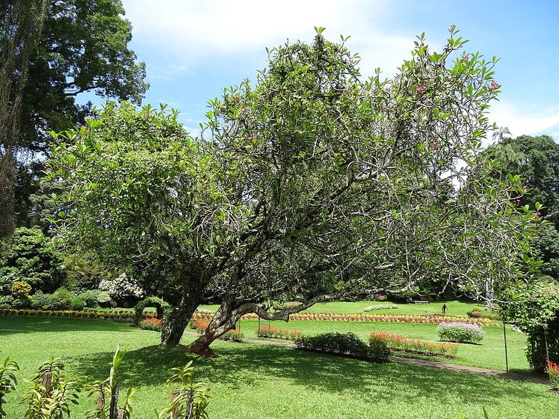 Jardim Botânico Real de Peradeniya