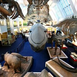 ロンドン自然史博物館