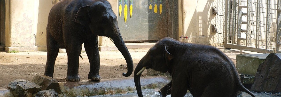 アントワープ動物園