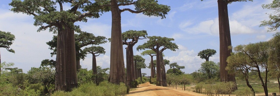 Baobaballee