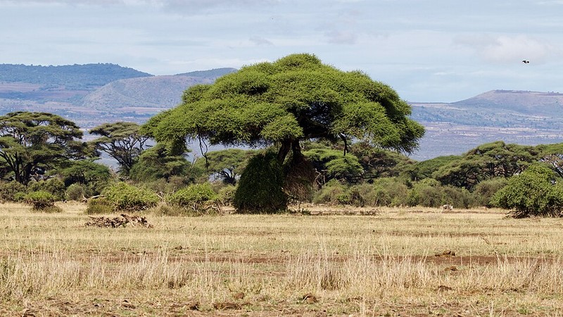 Parc national d'Amboseli