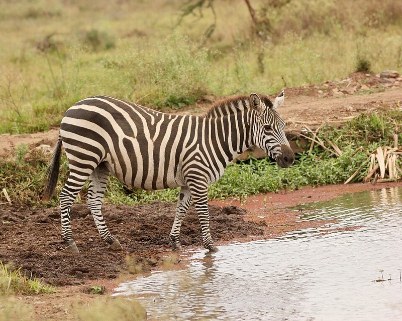 Parc national de Nairobi