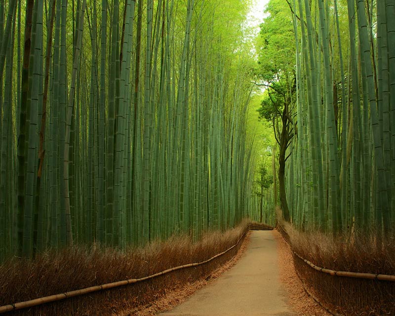 Бамбуковий Ліс Сагано