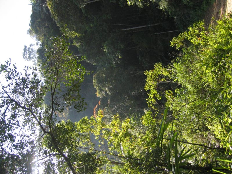 Sinharaja National Park