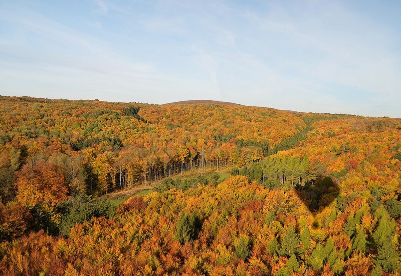 Bosque de Viena