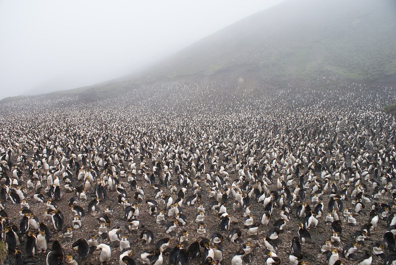 Macquarie Island