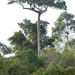 Parque Nacional Khao Yai