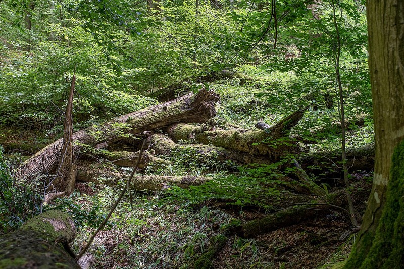 Bosque de Viena