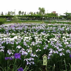 アイリスウォーターガーデン