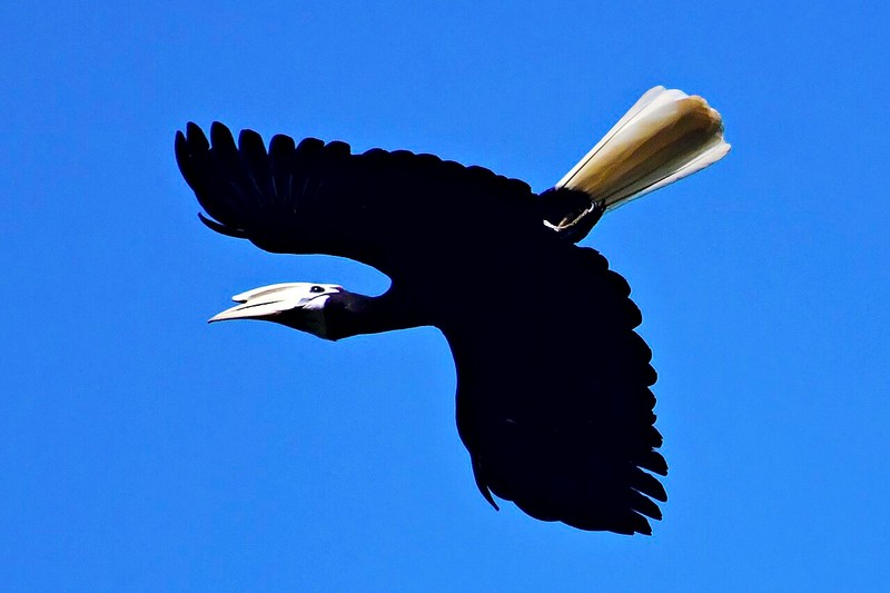 جزر بالاباك